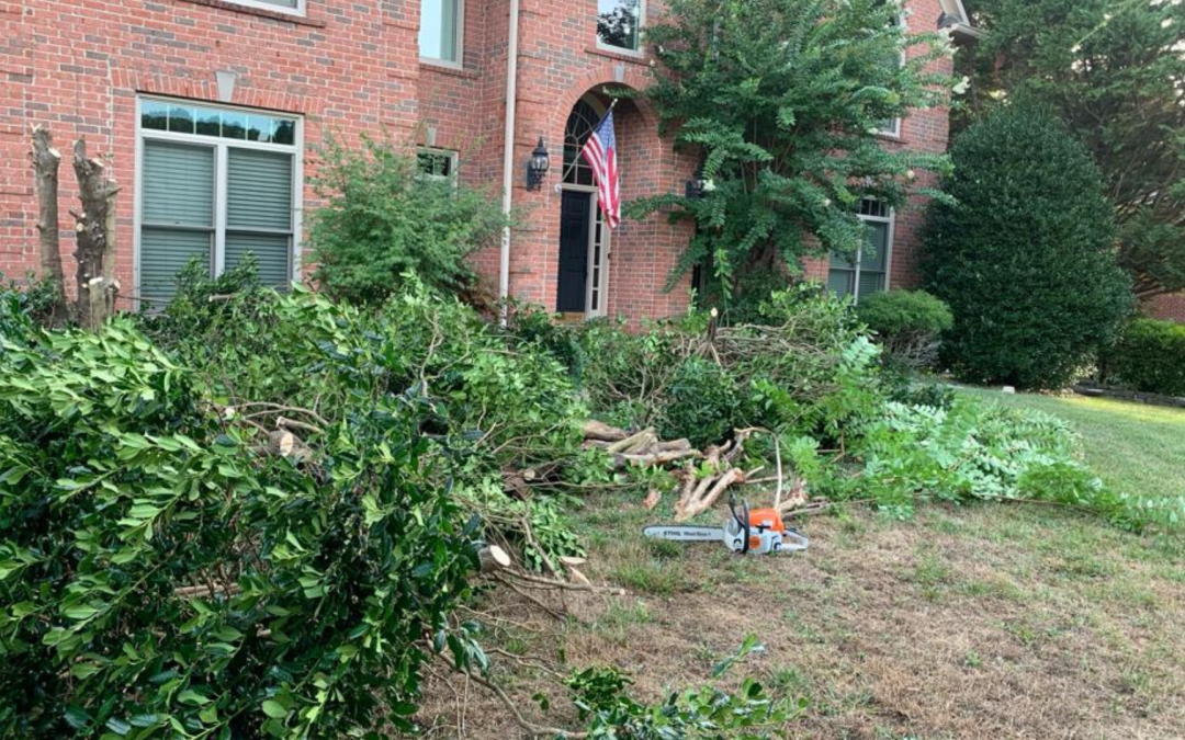The Hidden Dangers of Delaying Tree Removal in Franklin, TN